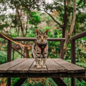 cat walk on a leash