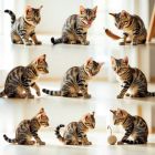 CAT-BEHAVIOR CAT-BEHAVIOR