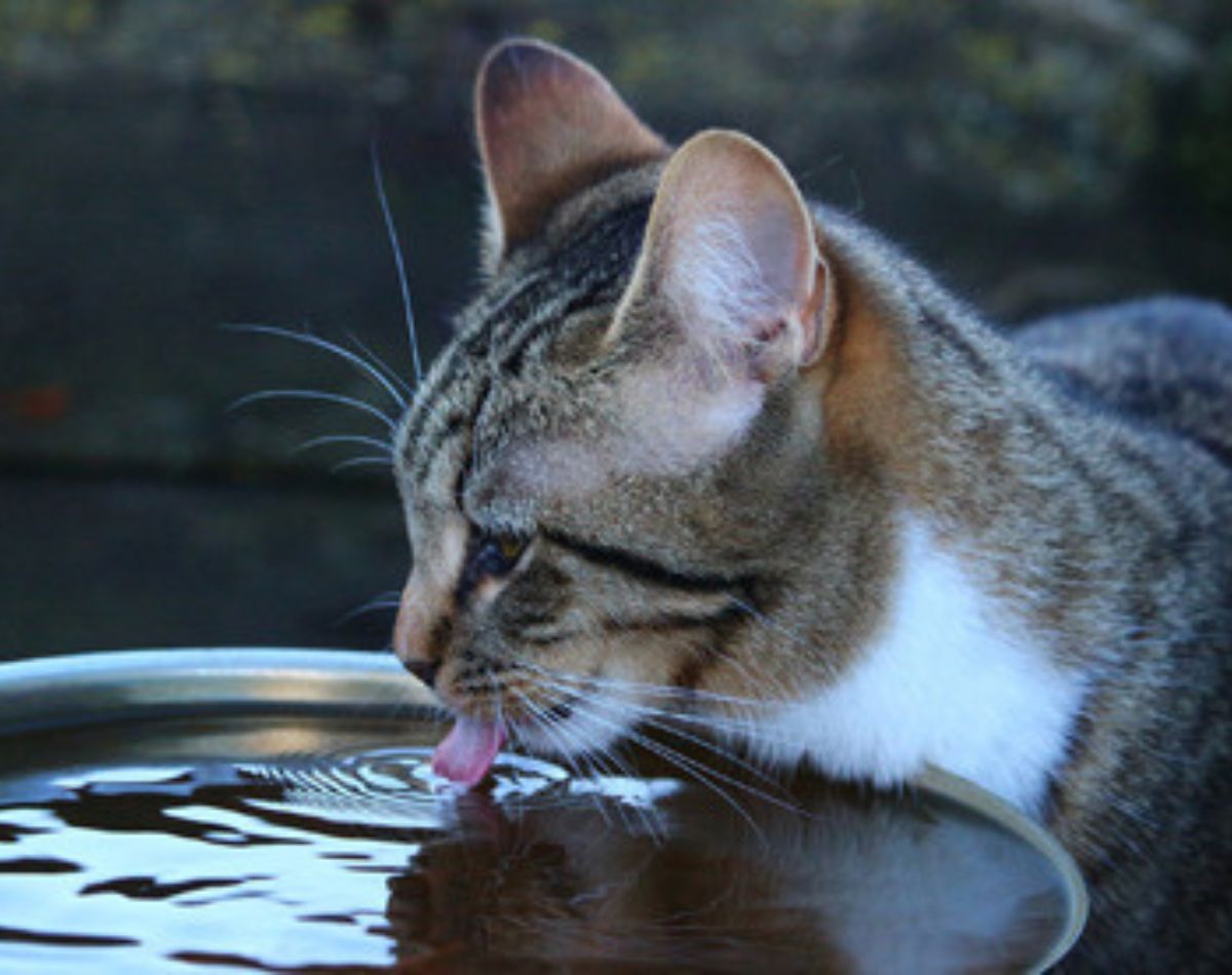 how do cat's drink water