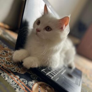 cat-sit-on-laptop