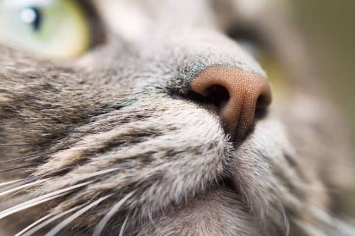 why is your cat's nose dry
