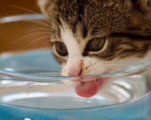how-do-cats-drink