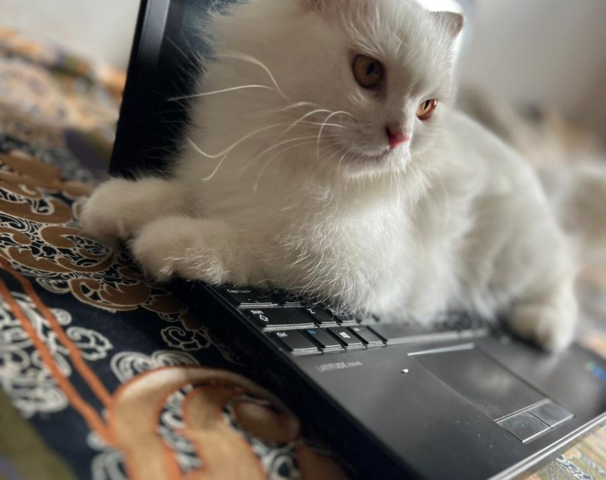 why do cats sit on laptop