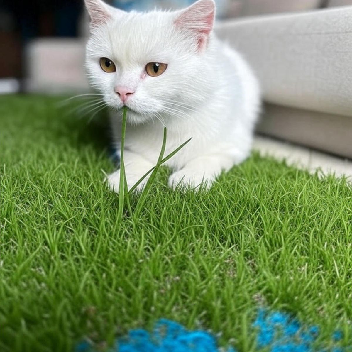why do cats eat grass