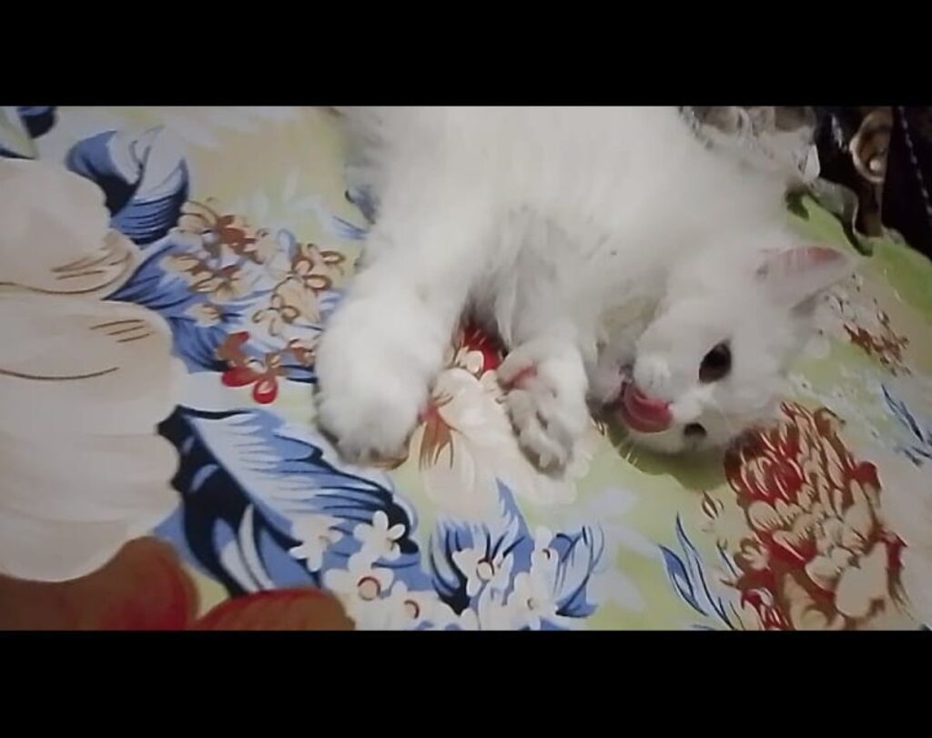 why do cats have rough tongues