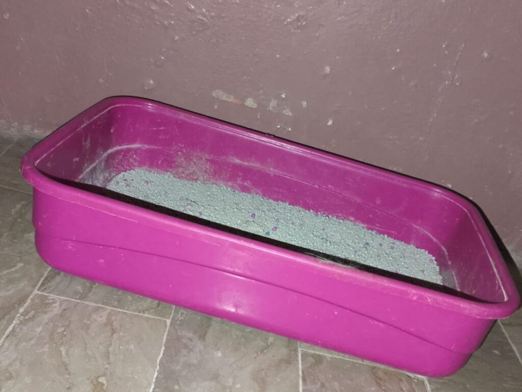 cats peeing outside the litter box