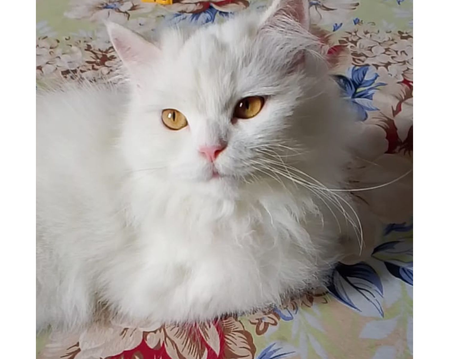 cat coughing