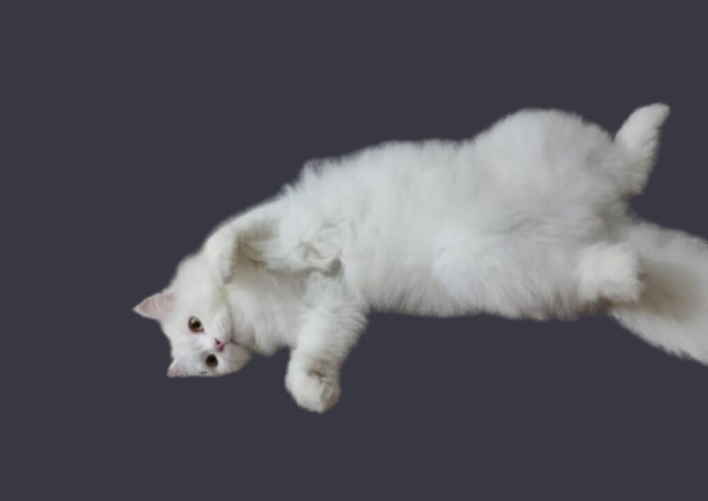 why cats roll over