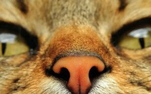 why-is-your-cat-nose-dry