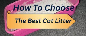 How To Choose The Best Cat Litter