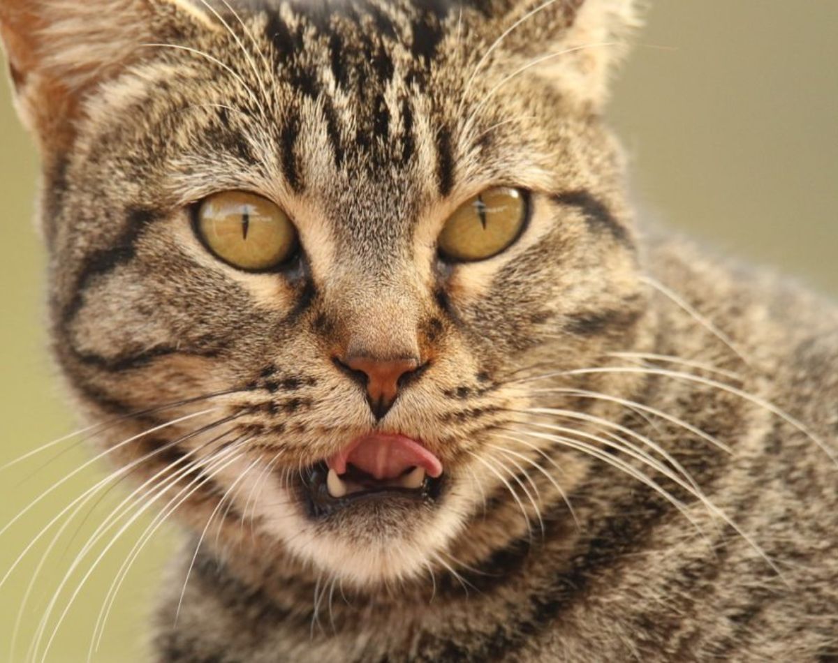 cat dental care and teeth problems