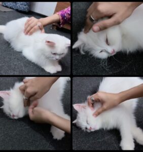 how-to-massage-your-cat