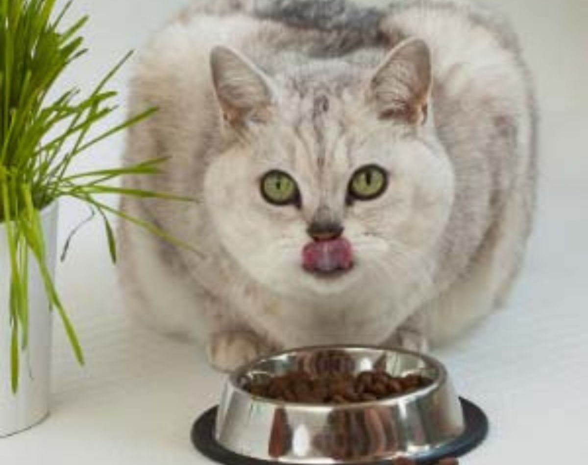 cat weight loss guide