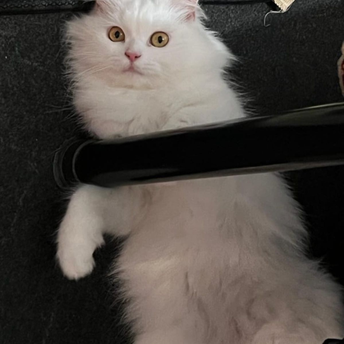 how long do cats live