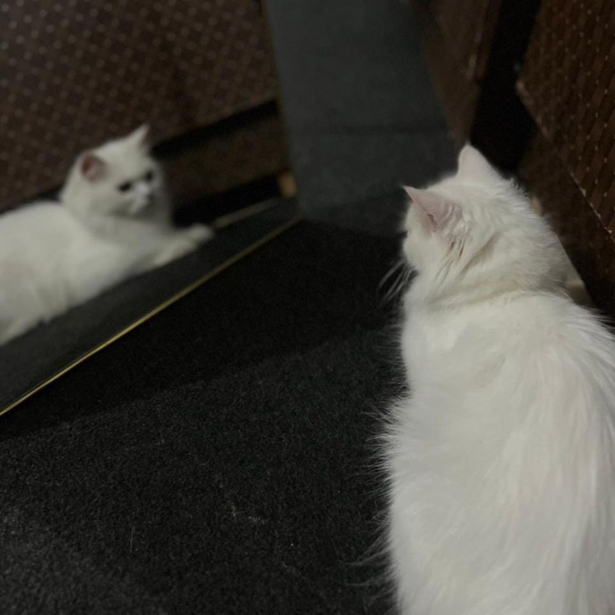 do cats recognise themselves in the mirror