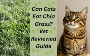 Can-Cats-Eat-Chia-Grass