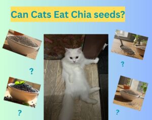 Can Cats Eat Chia seeds