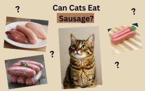 Can Cats Eat Sausage