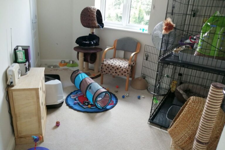 how to make a cat feel safe