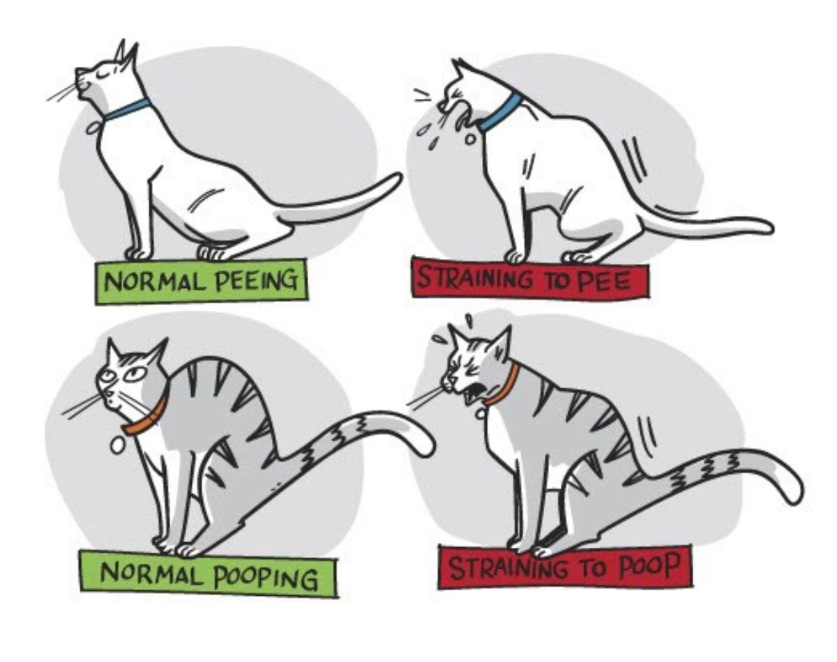 constipation in cats