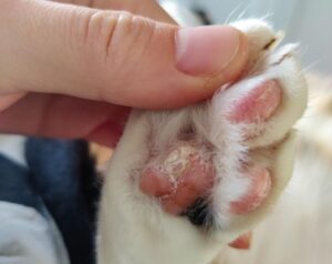 care-for-cat-paw