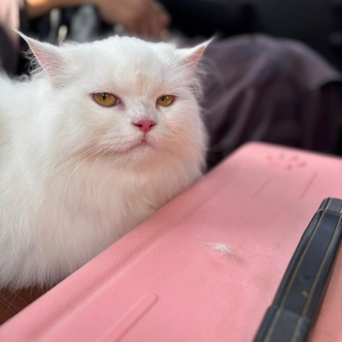 Do Cats Get Their Feelings Hurt