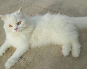 obesity-in-cats