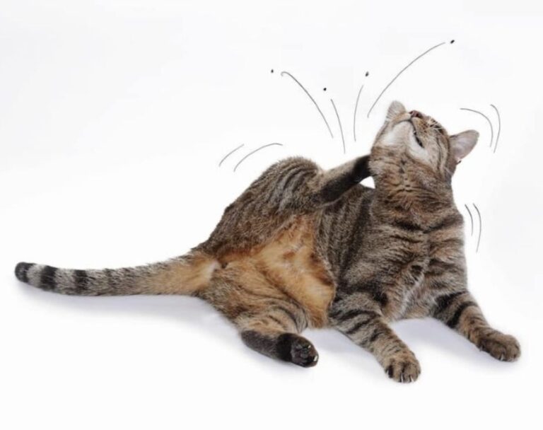 natural flea remedies