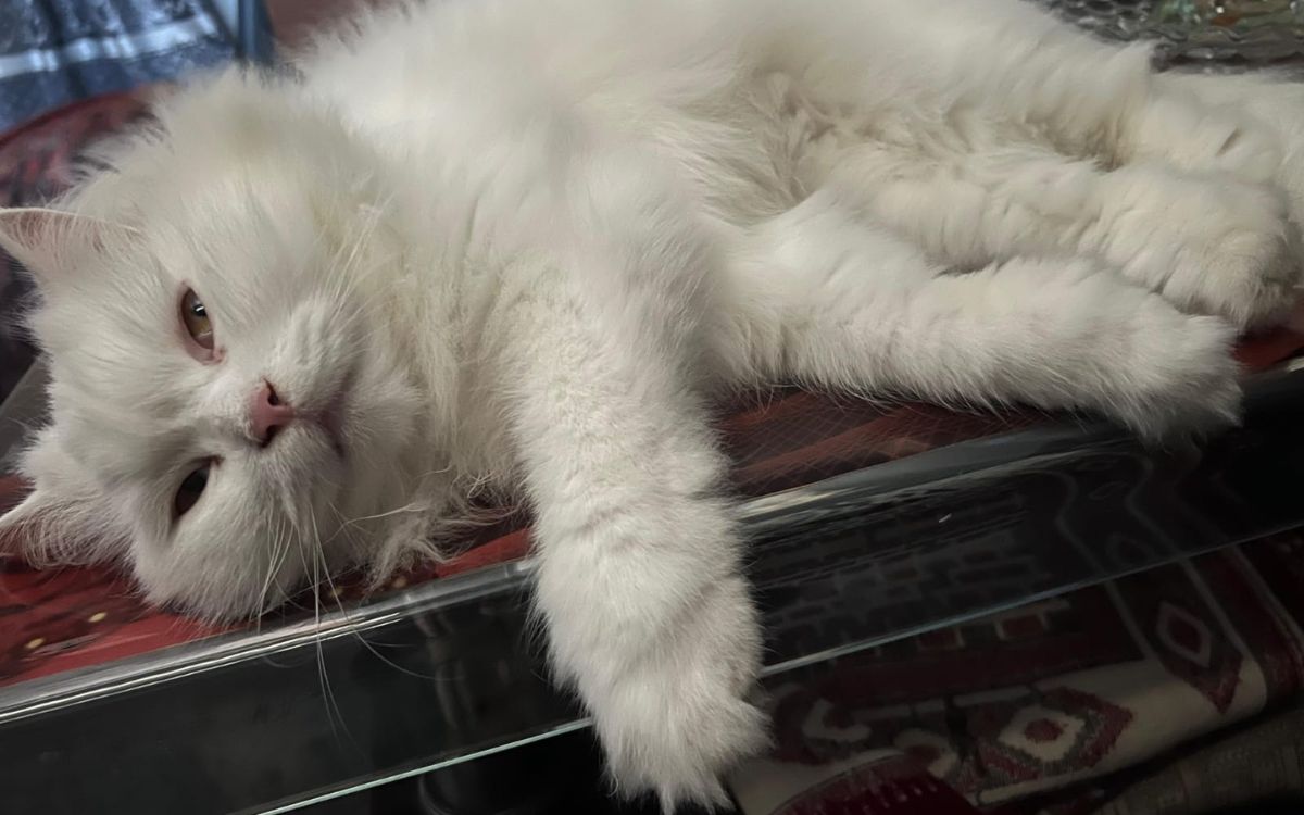 why do cats sleep so much