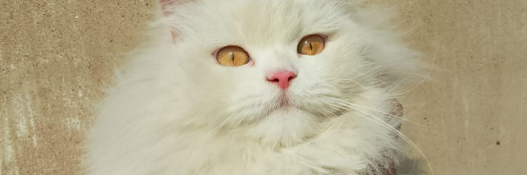 why does cat stare at me