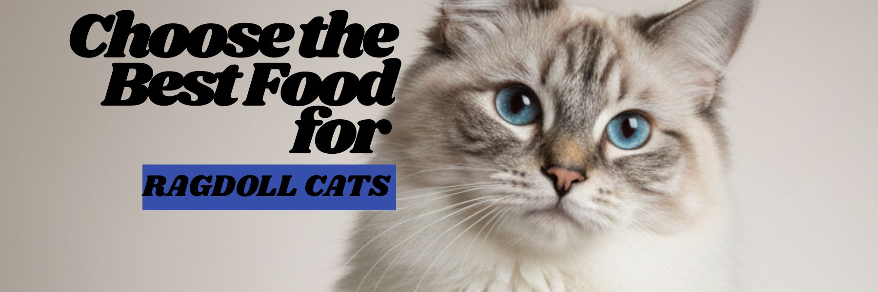 food for a ragdoll cat