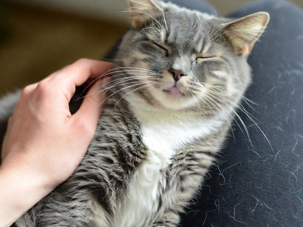 how to get rid of cat hair